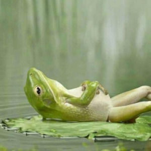 Meet your Posher, Owen